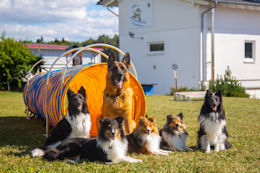 Startseite Hundeschule