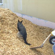 Hanni Hackschnitzel 01