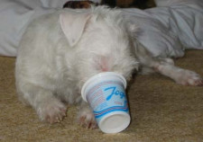 Tierische Erlebnisse