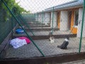 Jogis Hundeschule 007