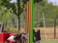 Jogis Hundeschule 027