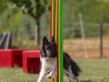 Jogis Hundeschule 028