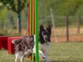 Jogis Hundeschule 029