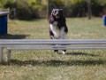 Jogis Hundeschule 031