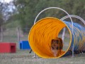 Jogis Hundeschule 033