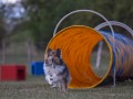 Jogis Hundeschule 034
