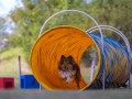 Jogis Hundeschule 035