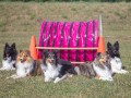 Jogis Hundeschule 046