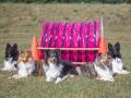 Jogis Hundeschule 048