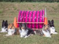 Jogis Hundeschule 049
