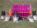 Jogis Hundeschule 051
