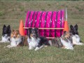 Jogis Hundeschule 052