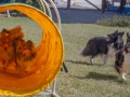 Jogis Hundeschule 054