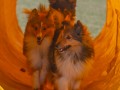 Jogis Hundeschule 055