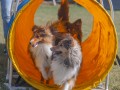 Jogis Hundeschule 056