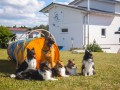 Jogis Hundeschule 058