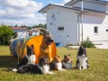Jogis Hundeschule 059