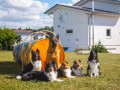 Jogis Hundeschule 064
