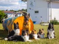 Jogis Hundeschule 070