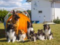 Jogis Hundeschule 071