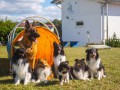 Jogis Hundeschule 072