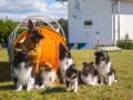 Jogis Hundeschule 073