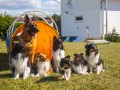 Jogis Hundeschule 074