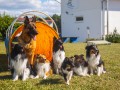 Jogis Hundeschule 075