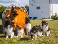 Jogis Hundeschule 076