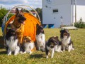 Jogis Hundeschule 077