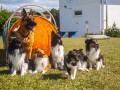 Jogis Hundeschule 078