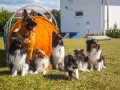 Jogis Hundeschule 079
