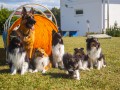 Jogis Hundeschule 080