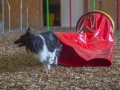 Jogis Hundeschule 090